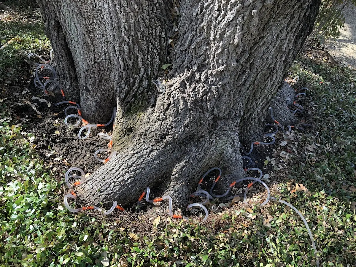 Detailed Tree Cabling and Bracing job site in East Smithfield