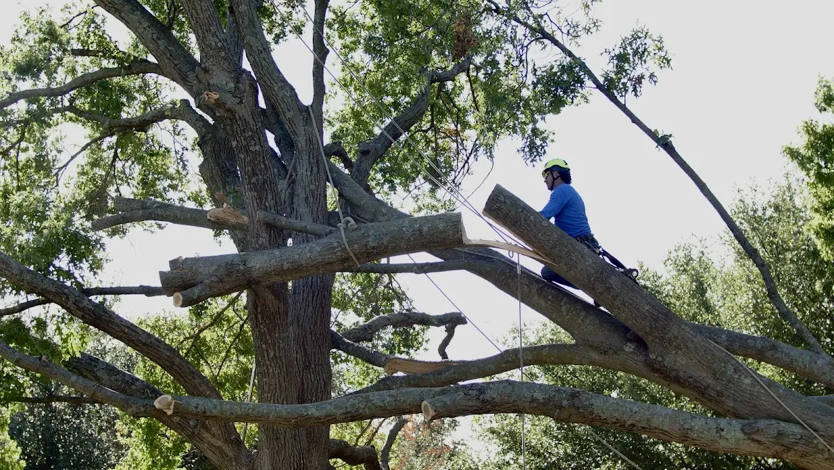 Professional Crown Thinning performed by certified arborists in East Smithfield