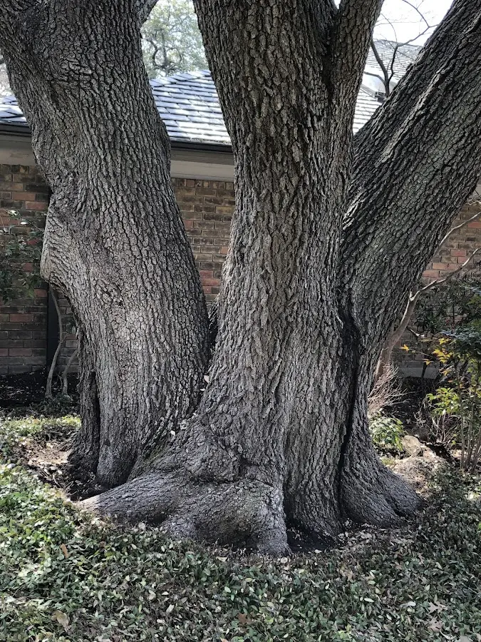 Mature heritage tree close to a East Smithfield property cared for by certified arborists